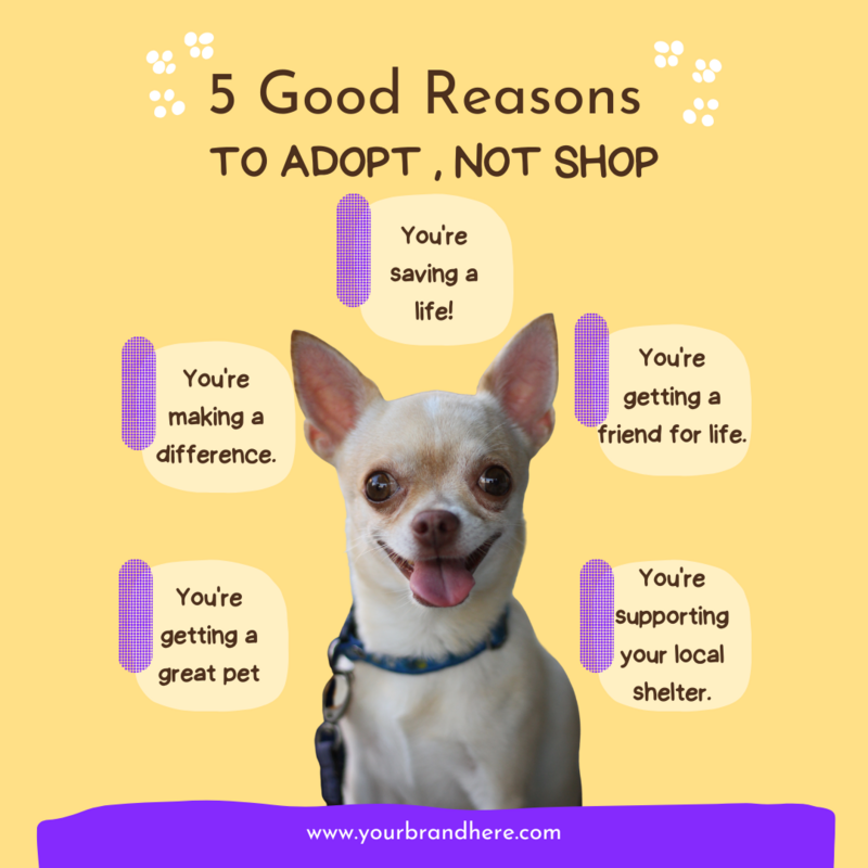 7. Adopt, not shop