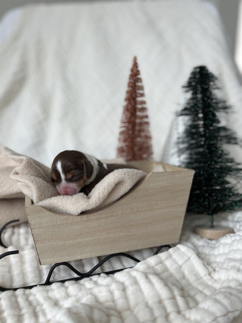 Pocket Puppies & Little Lions