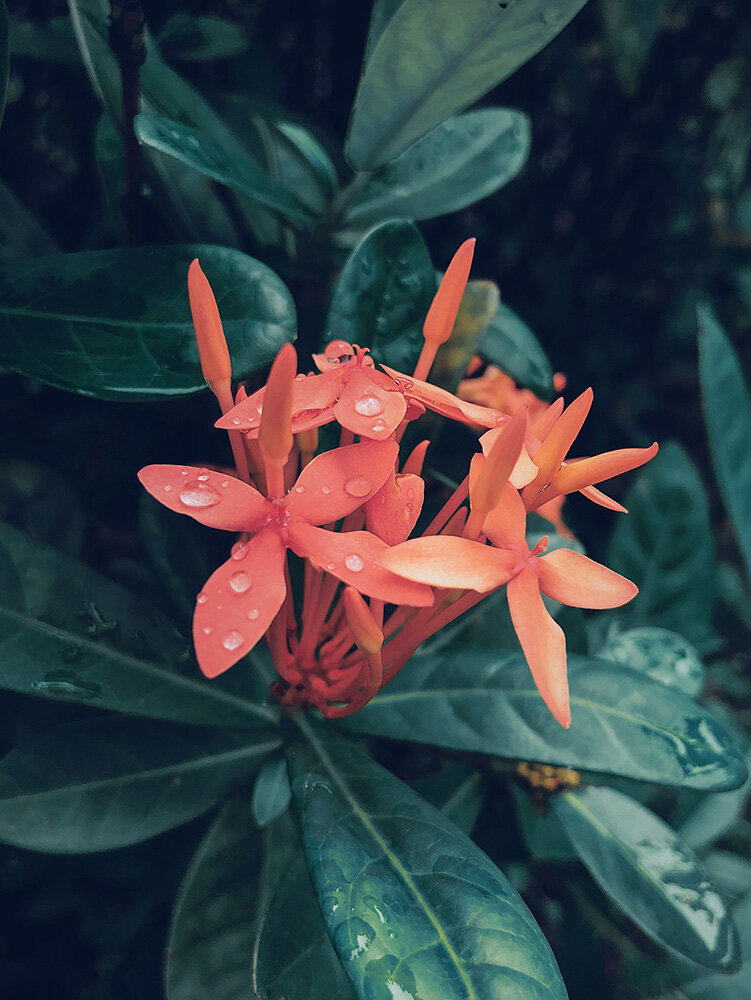 Plusieurs fleurs d'hibisucs couleur corail entourées d'un feuillage dense pour représenter l'ancrage