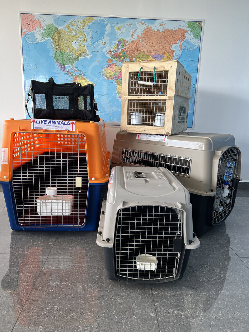 Pet Relocation Crates and Accessories - Pets Go Global