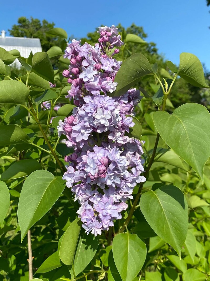 Gorgeous lilac with pink and light purple flowers