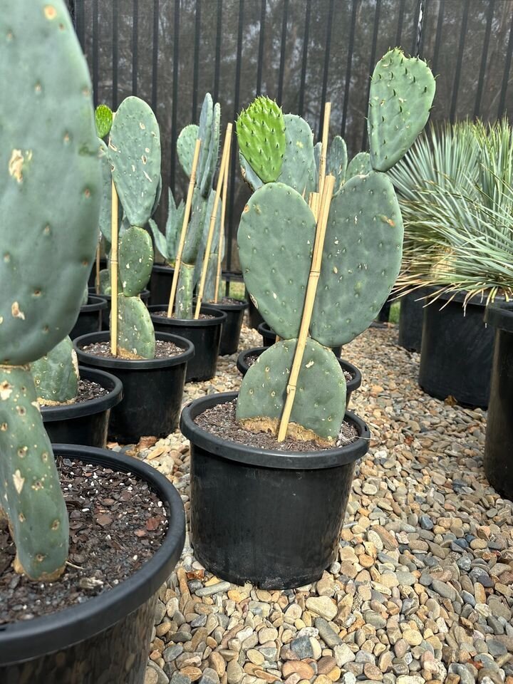 Opuntia Burbank  | Mickey Mouse  Cactus | Spineless