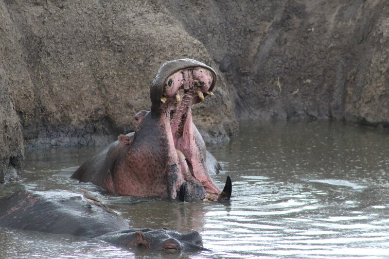 Tanzania Safari  (14)