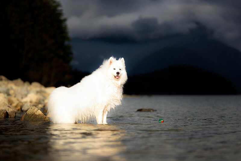 Turn your dog’s adventures into art with an outdoor dog photoshoot by Pets Through the Lens in Vancouver. Our award-winning dog photographer captures your furry friend’s playful spirit in stunning natural settings, from sandy beaches to lush parks. Each session is a fun experience designed to showcase your dog’s unique personality. Schedule your outdoor dog photography session today and create vibrant, lasting memories of your pet’s outdoor escapades.