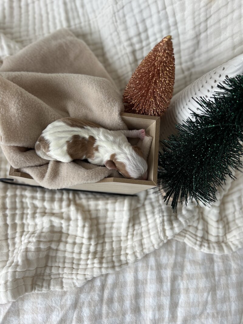 Pocket Puppies & Little Lions