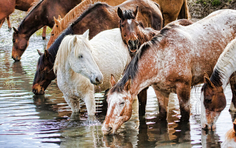 Equine-Photography-Lynette-Smith2