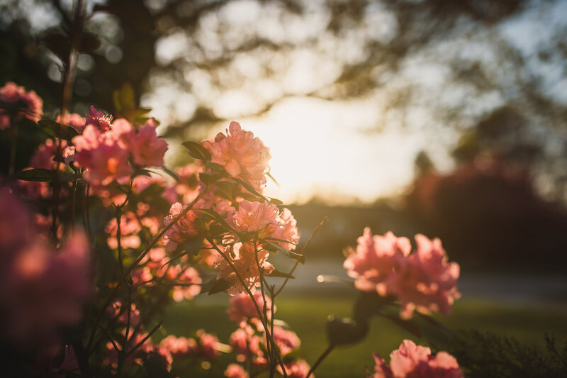 sundrenched azelias during golden hour