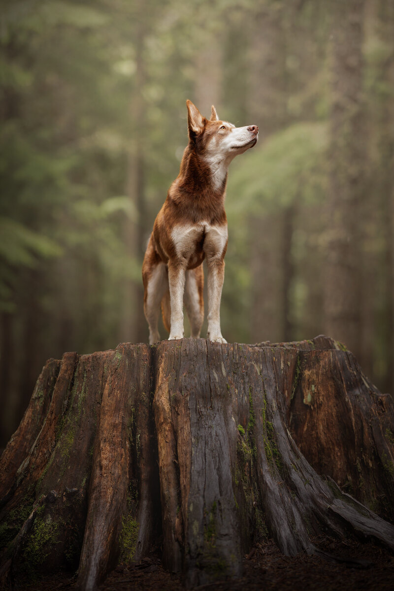 A dog standing giant tree stump