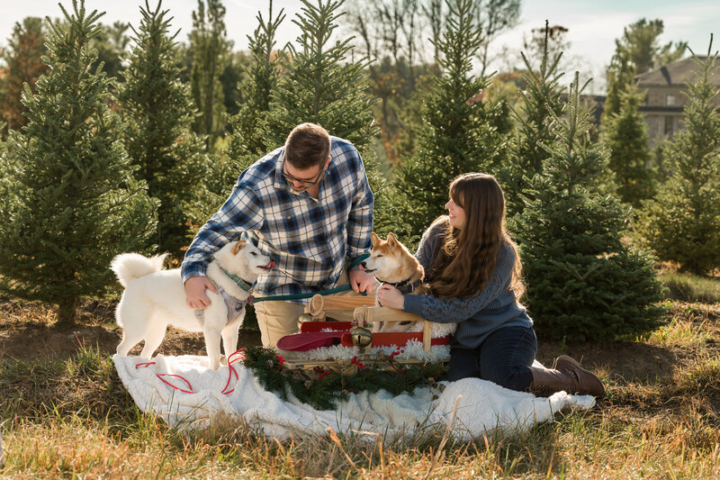 A couple doting over their dogs among festive props at a Christmas tree farm during a holiday mini session in the Greater Philadelphia area