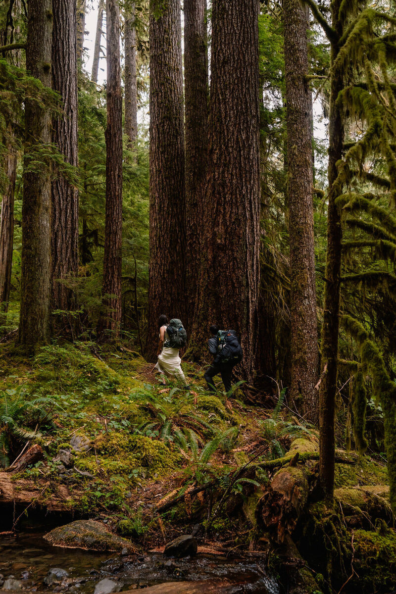 During their Olympic National Park wedding, a couple in their wedding attire explores the green forest with their wedding attire and hiking packs on