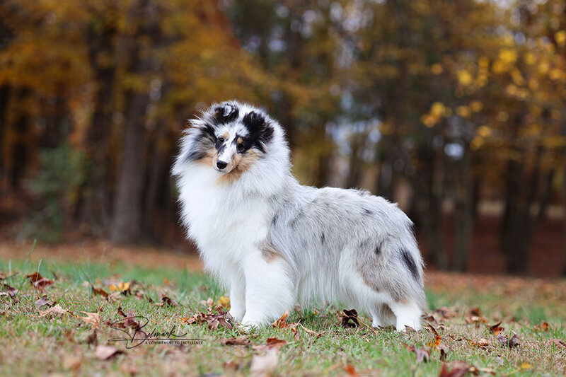 Sheltie Puppies for Sale in Ohio
