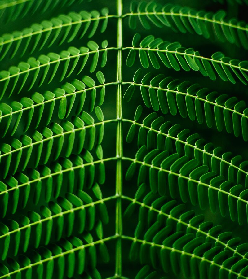 Pandanus leaf detail, reflecting resilience, alignment, and the steady path of soul-centered evolution