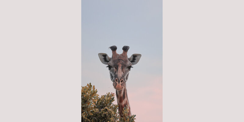 safariedited-127