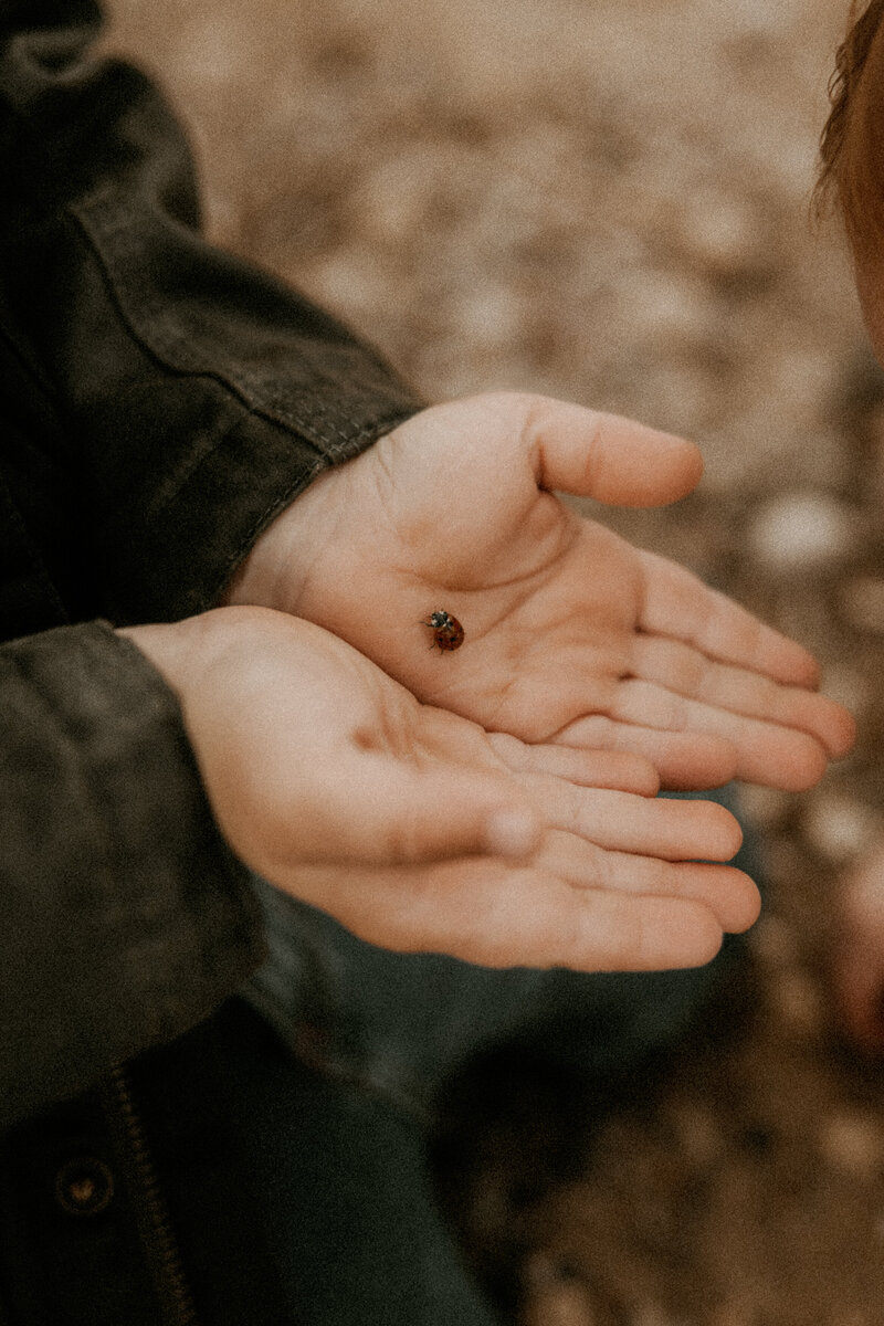 Photo of a little boy finding and holding a ladybug at a photo session.