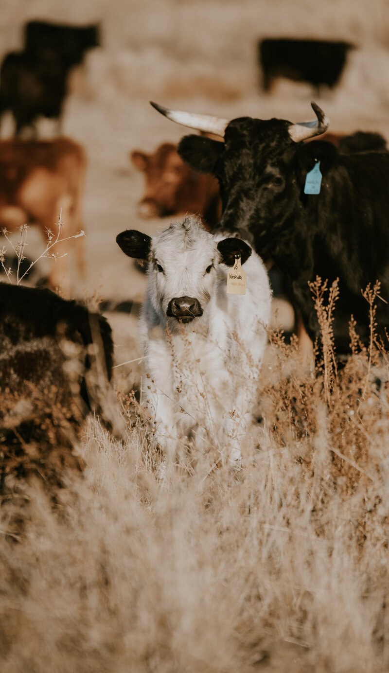 westlake ranch cow