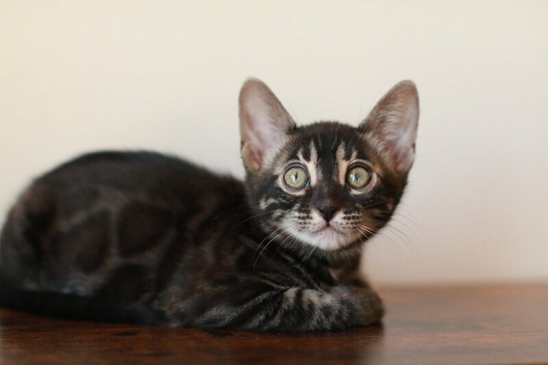 Amara x Bronco_Girl 1_2