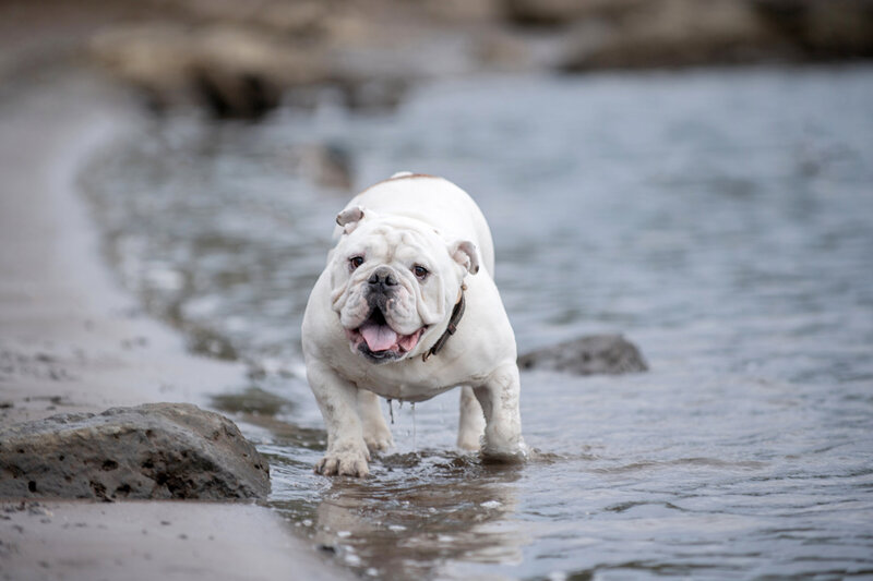 Bulldog in lake