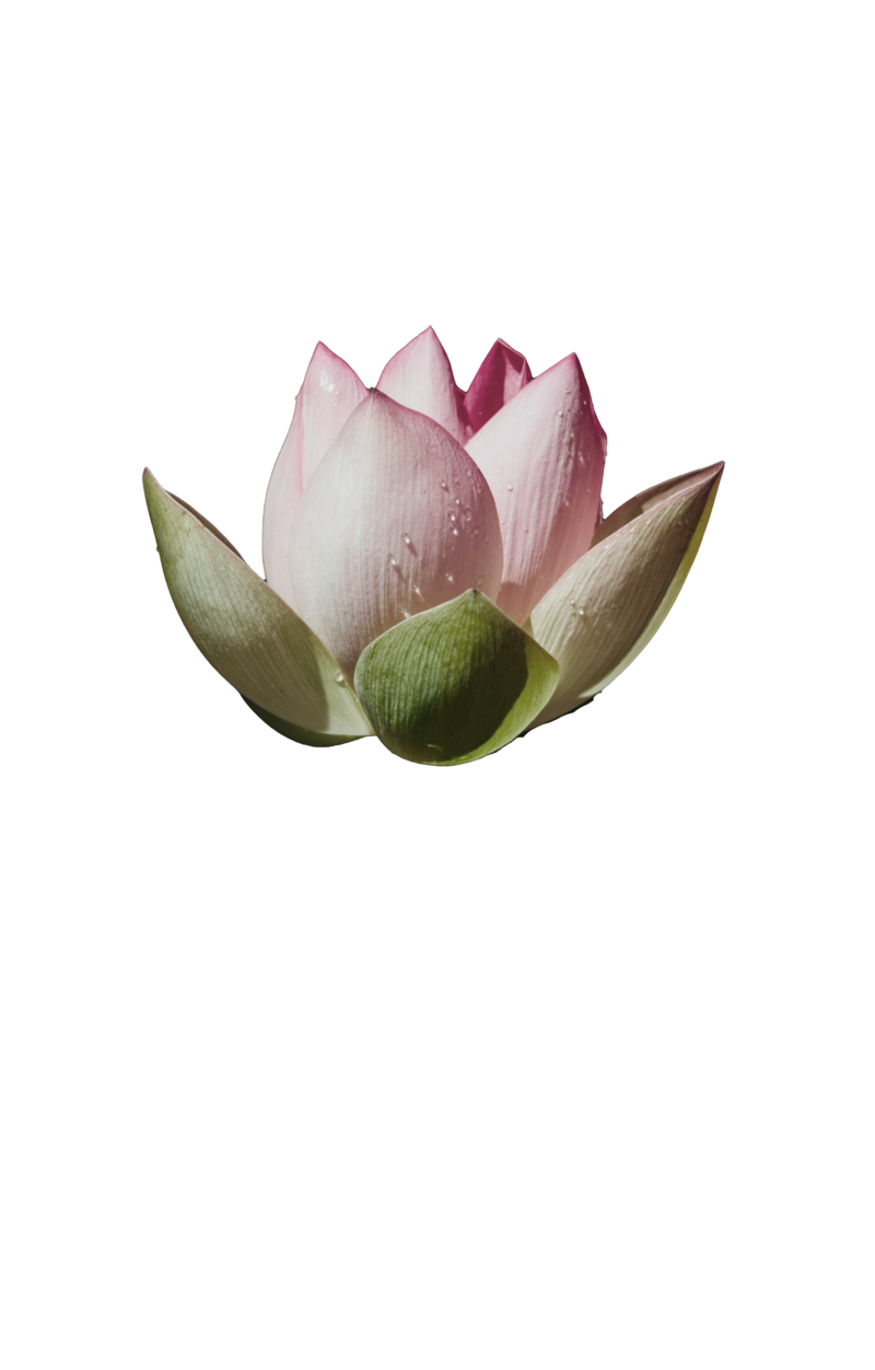 lotus flower