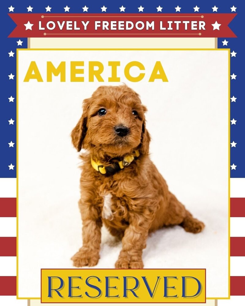 Freedom - Yellow America Female