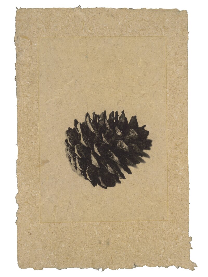 Copper plate photogravure by Trina Michelle Robinson showing a single pinecone printed on textured handmade raffia palm paper.
