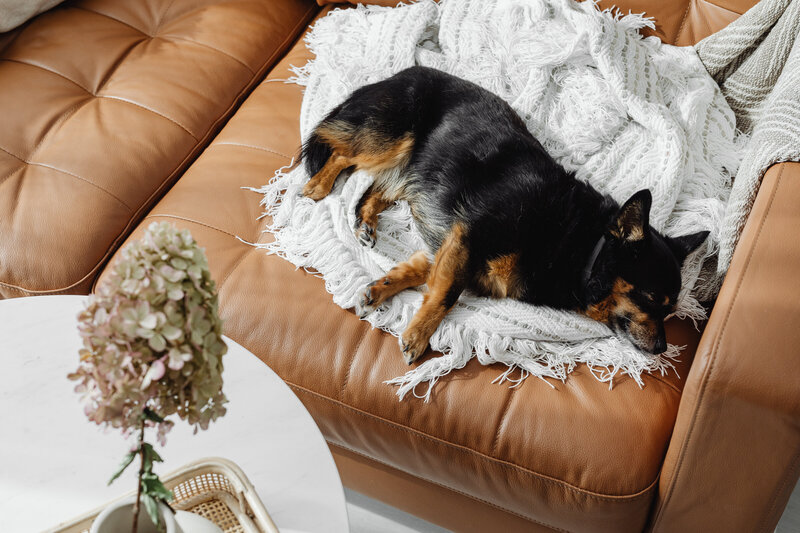 Petit chien marron et noir en pleine sieste réparatrice sur un canapé en cuir marron. 