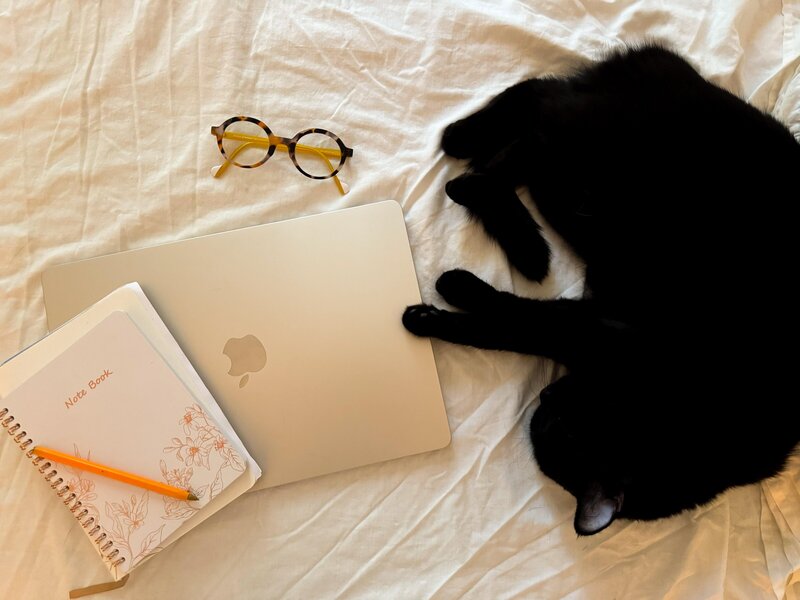 chat au repos à côté d'un mac