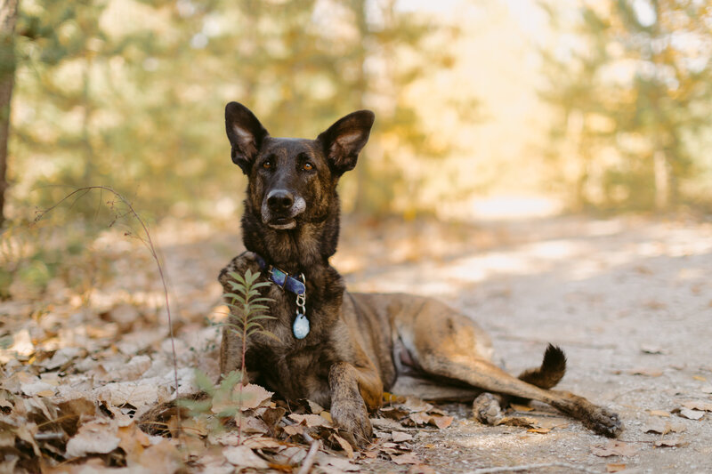 Toronto Pet Photography - Cat Photography - Lifestyle In-Home