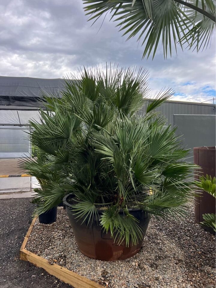 Chamaerops Humilis - European Fan Palms