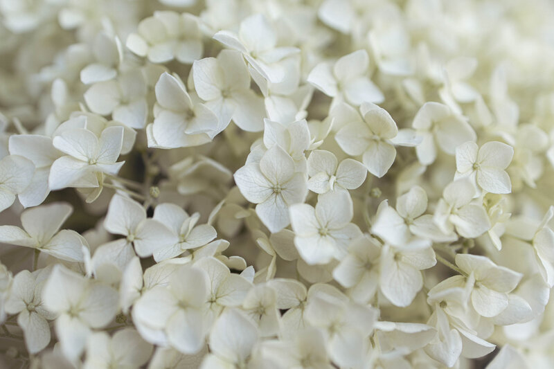 gros plans de fleurs d'hortensia blanches