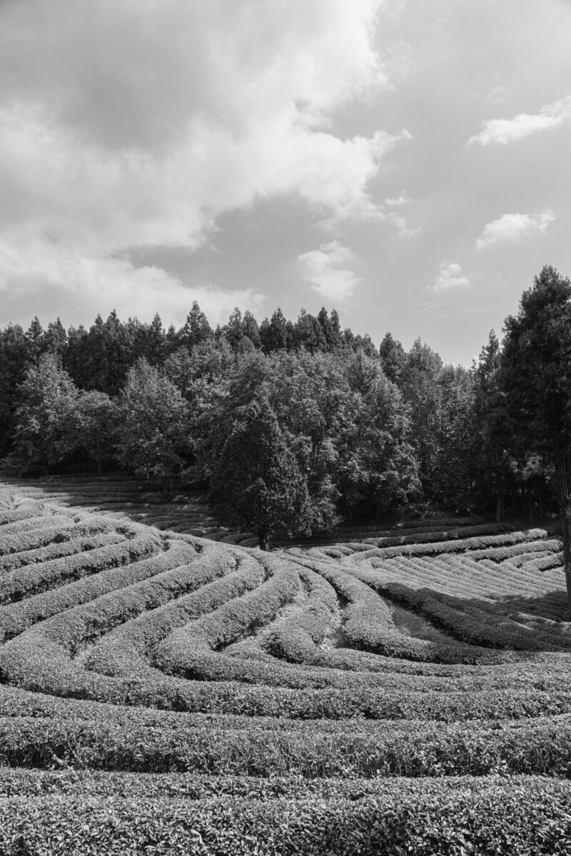 Spring editorial session photographed in the rolling green tea fields of Boseong, Korea by top luxury wedding destination photographer Michael Asmussen. Lush rows of matcha and soft light create a timeless setting for quiet romance and refined editorial storytelling.”  목가적인 보성 녹차밭에서 촬영된 봄 에디토리얼. 목적지 웨딩 포토그래퍼 마이클 아스무센이 담아낸 푸른 녹차밭과 부드러운 빛이 어우러진 고요하고 세련된 로맨스의 순간