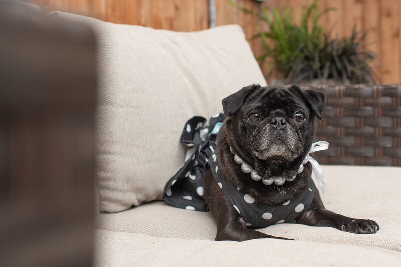 pug in dress on couch