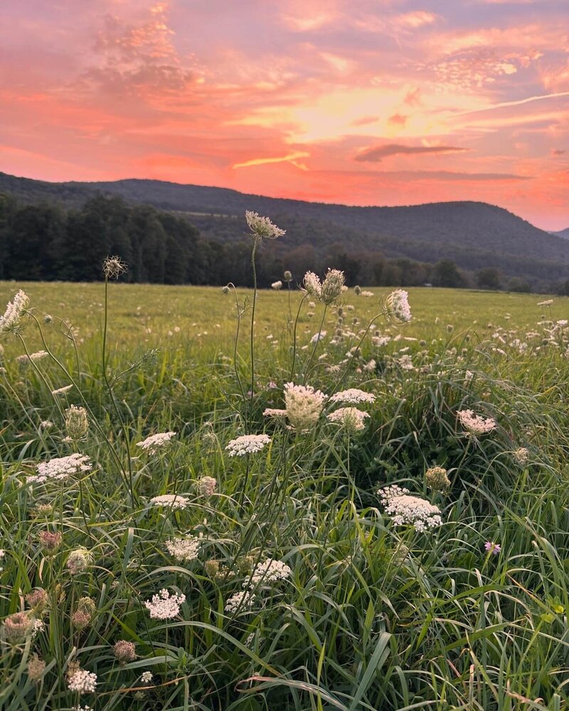 Field of flowers at sunset symbolizing that feeling of having a fresh and clean home, the perfect oasis