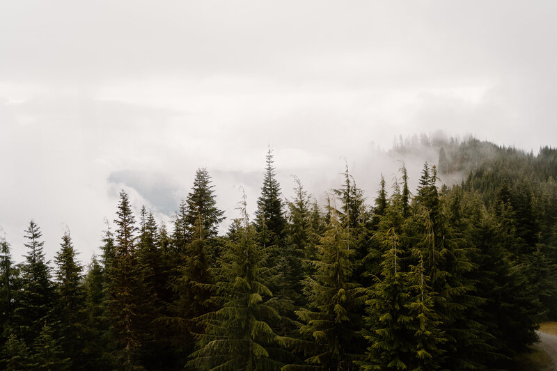 a mountainside in Washington covered in evergreen trees and clouds