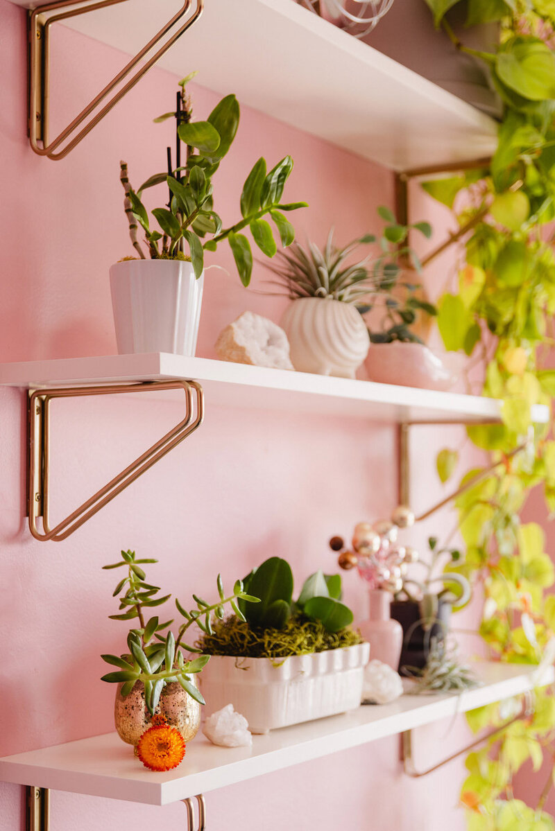 Plants on a shelf in a business lawyer's office in Eugene, Oregon