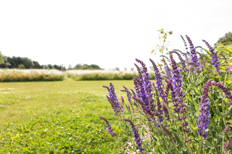 HORUS PAYSAGES_STANISLAS JUNG_architecte paysagiste yvelines-41