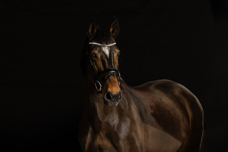 A fine art studio portrait of a horse wearing a bridle on a black background