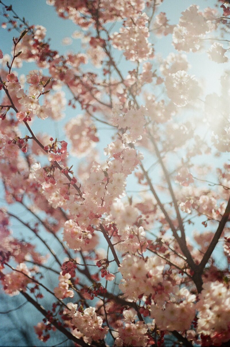up-close film photo of pink flowers of acherry tree blooms against a blue sky