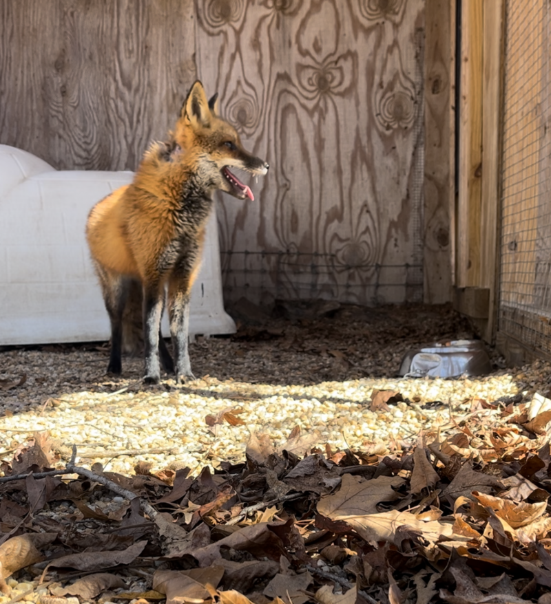 traprfox