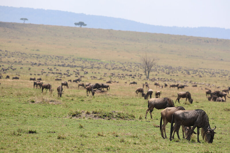 safariedited-461