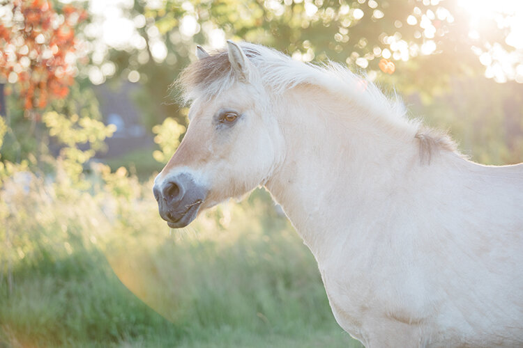 fotoshoot alkmaar hoorn noord-holland