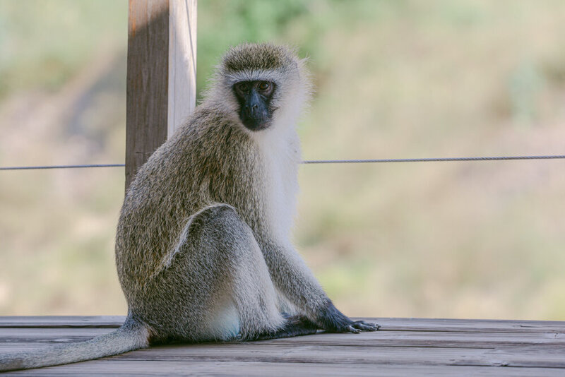 safariedited-287