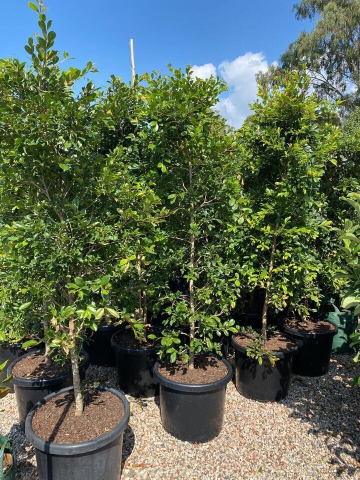 SYZYGIUM AUSTRALE RESILIENCE - Lilly Pilly