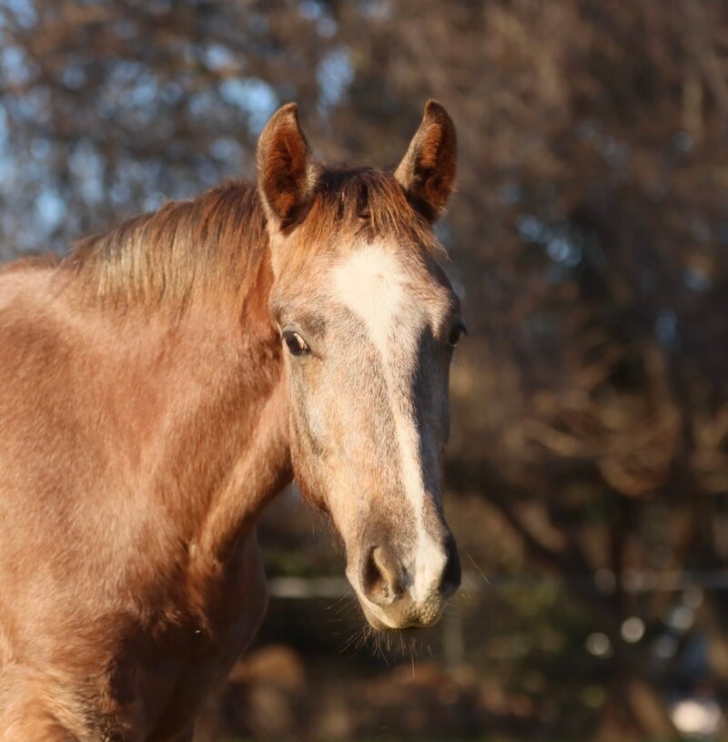 "Arthur" 2021 Connemara Sport Horse