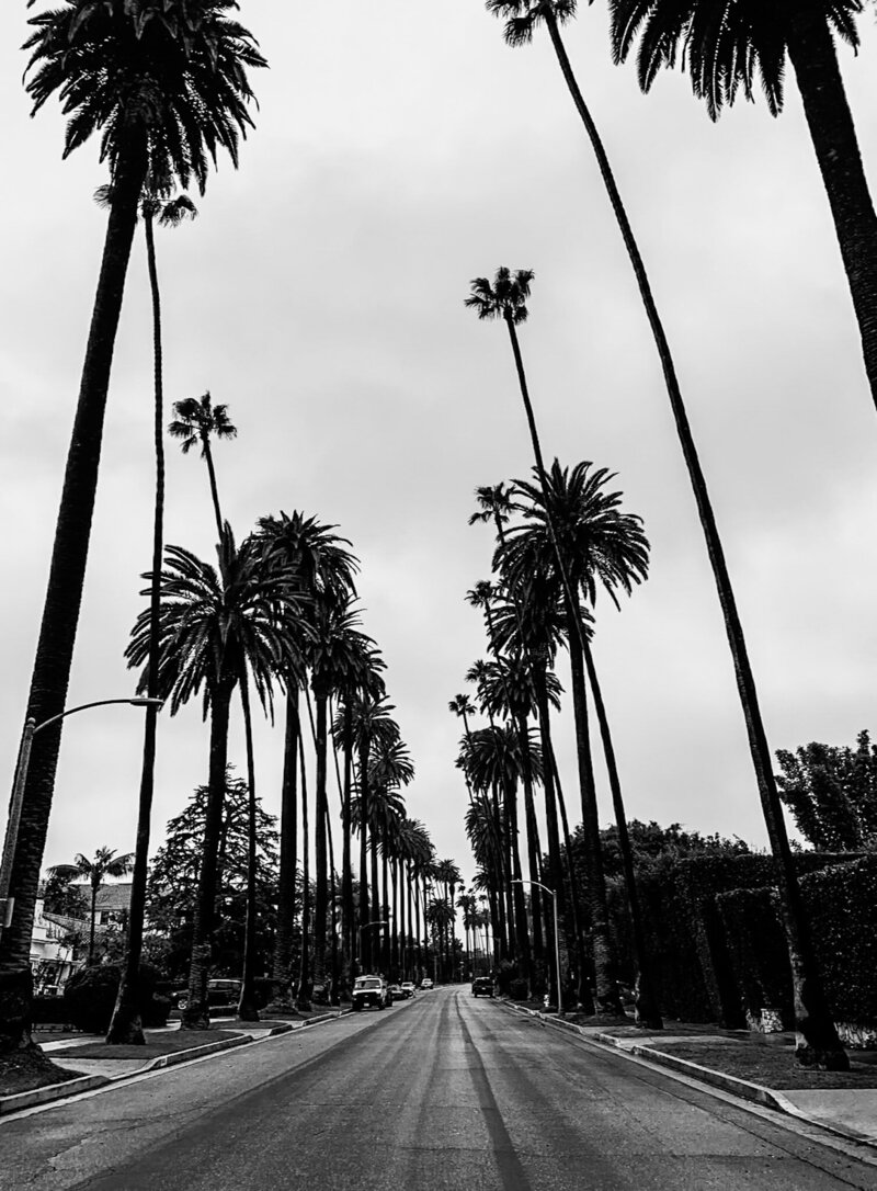 Palm Tree in Beverly Hill, CA. Photo taken by AMALYN STYLE + SOCIAL 