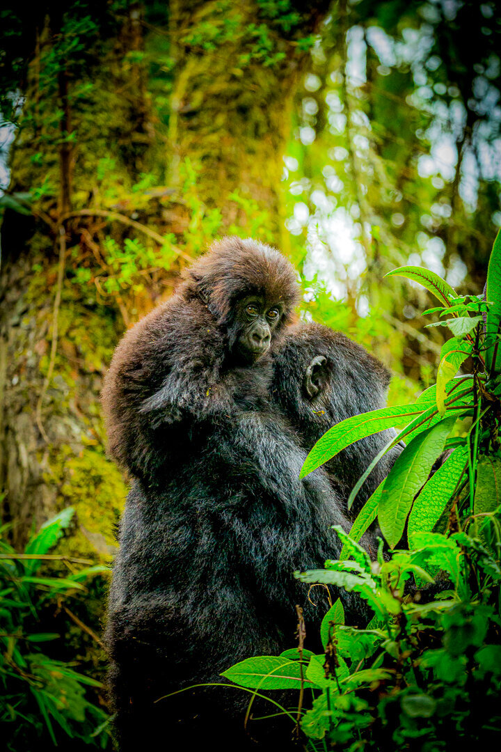 Gorilla with her baby