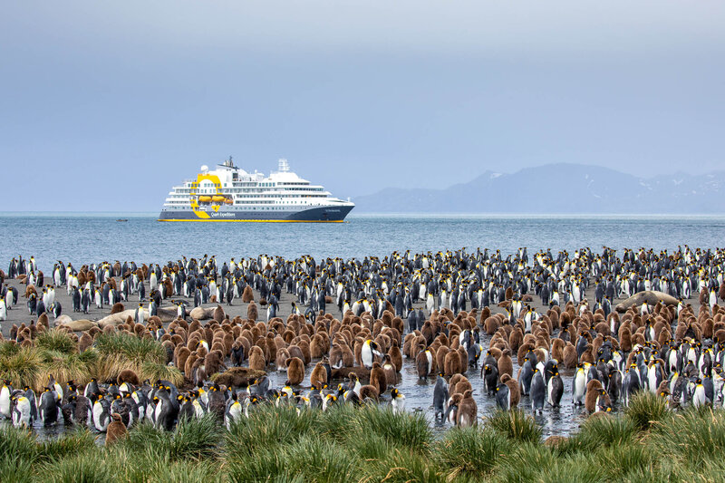 Large group of penguins gathered on a grassy shore with an expedition cruise ship in the background on calm ocean waters.