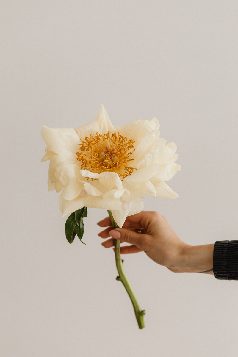 A hand holds a delicate white peony with a golden center against a soft, neutral background.