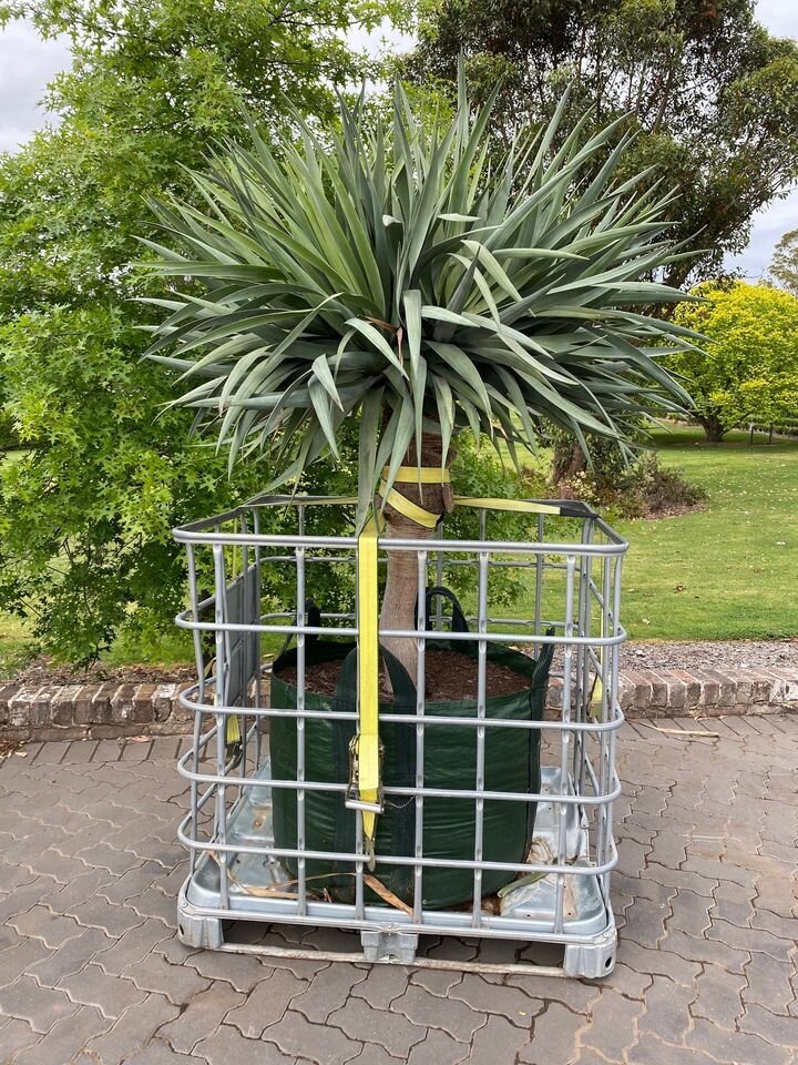 Dragon Tree Multi-Headed - Dracaena Draco Dragon Tree - Exotic plants and trees sydney - Go Green Nurseries