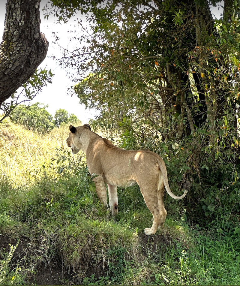 Lion