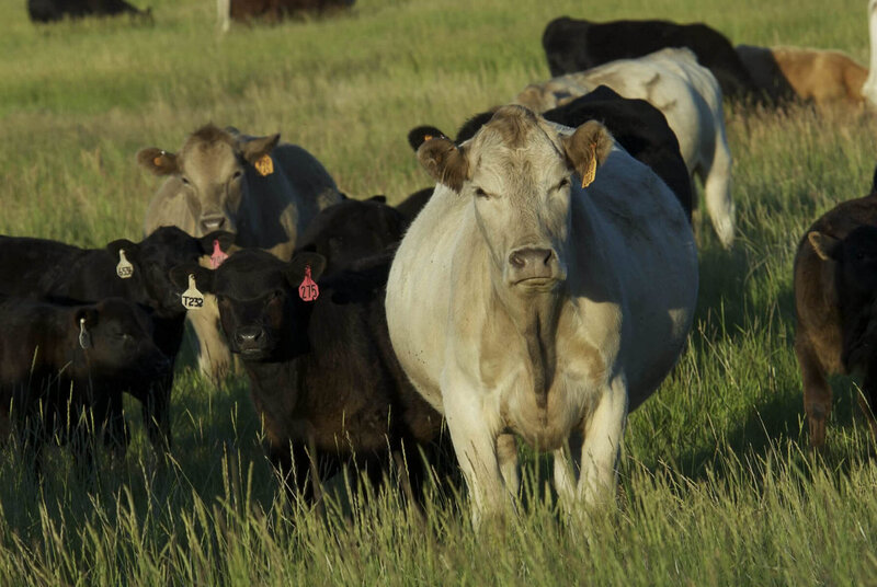 Cattle in field